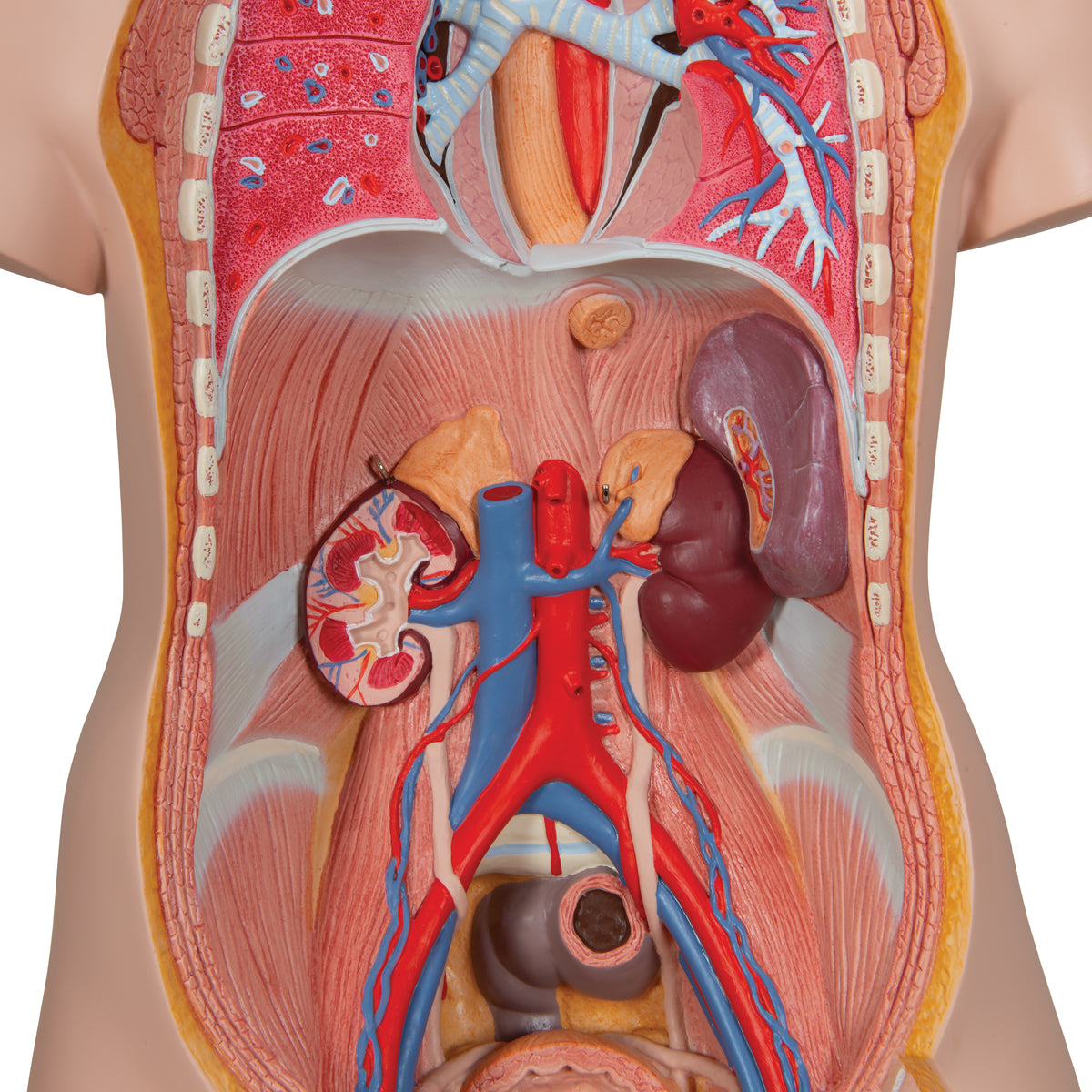Classic Genderless Torso with Opened Neck And Back, 18-Part