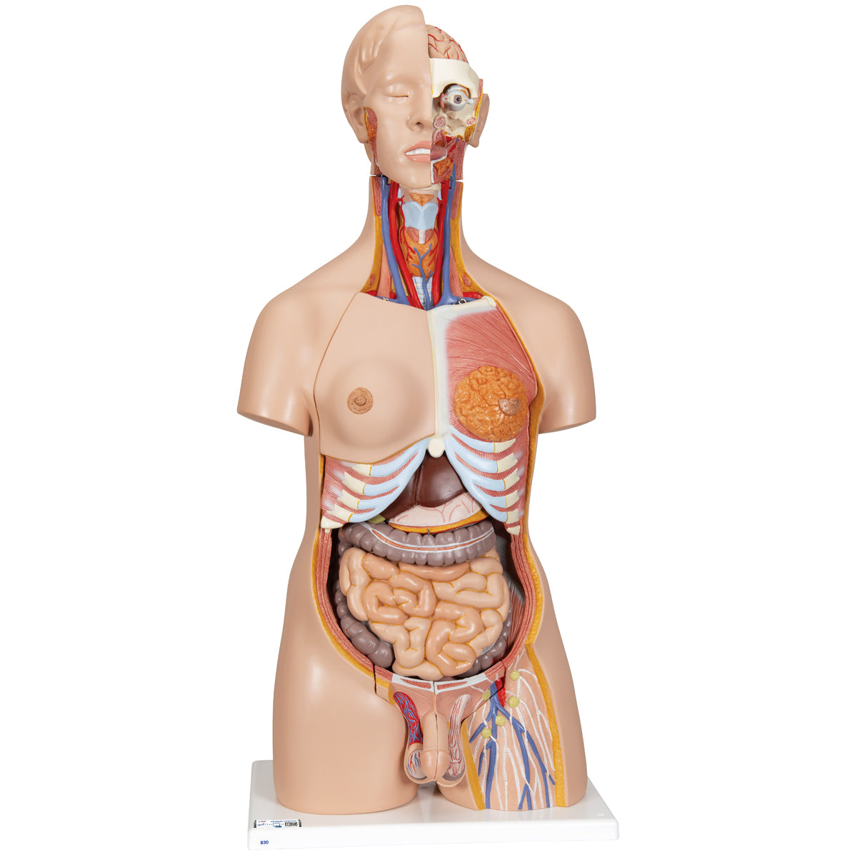 Deluxe Dual Gender Torso Model, 24-Part