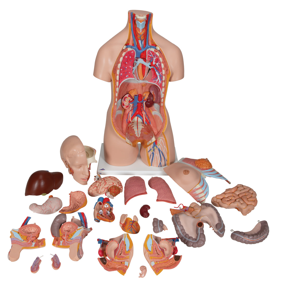 Deluxe Dual Gender Torso Model, 24-Part