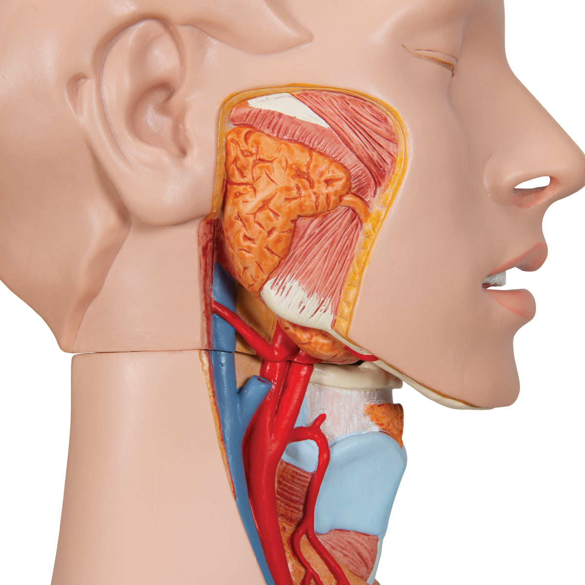 Deluxe Dual Gender Torso Model, 24-Part