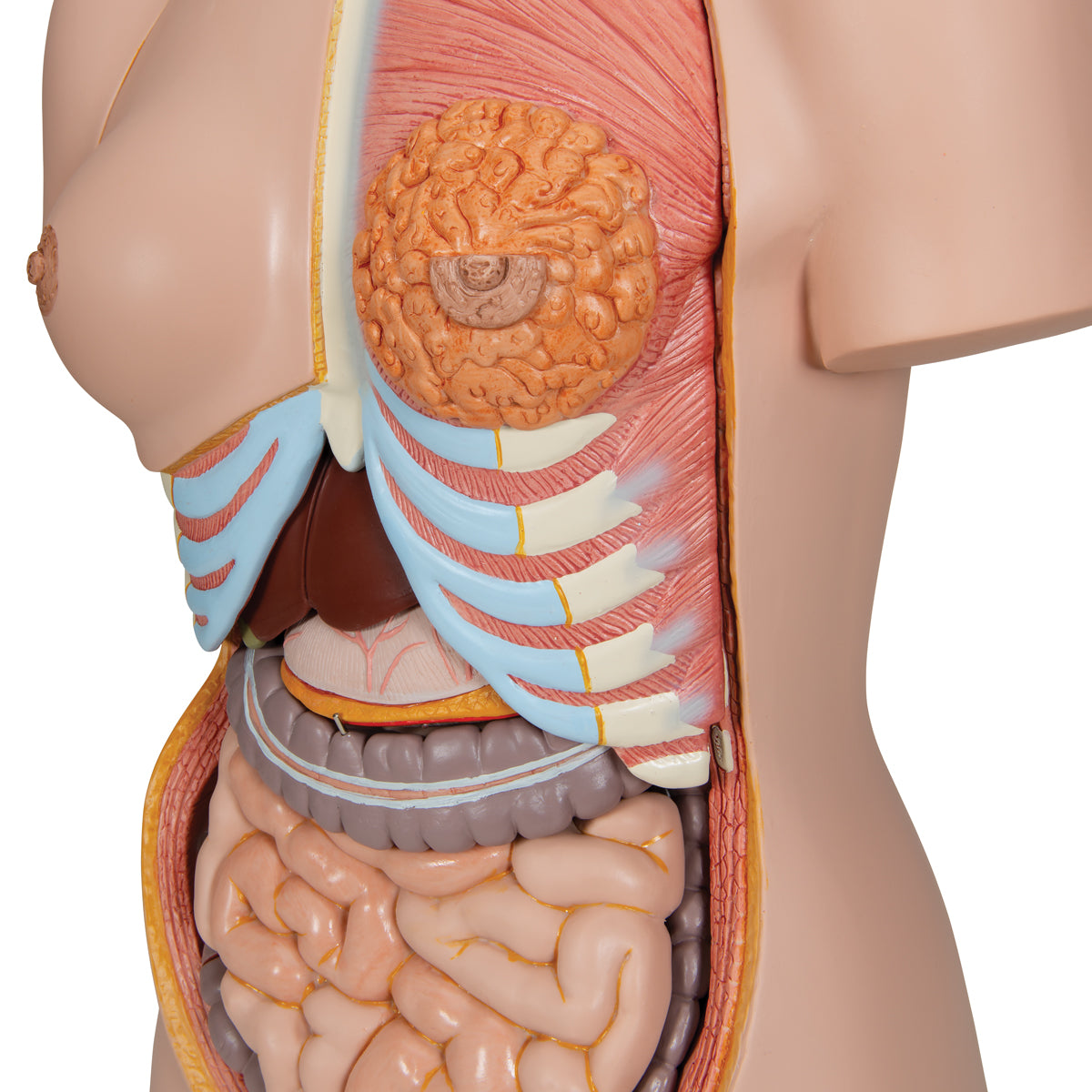 Deluxe Dual Gender Torso Model, 24-Part