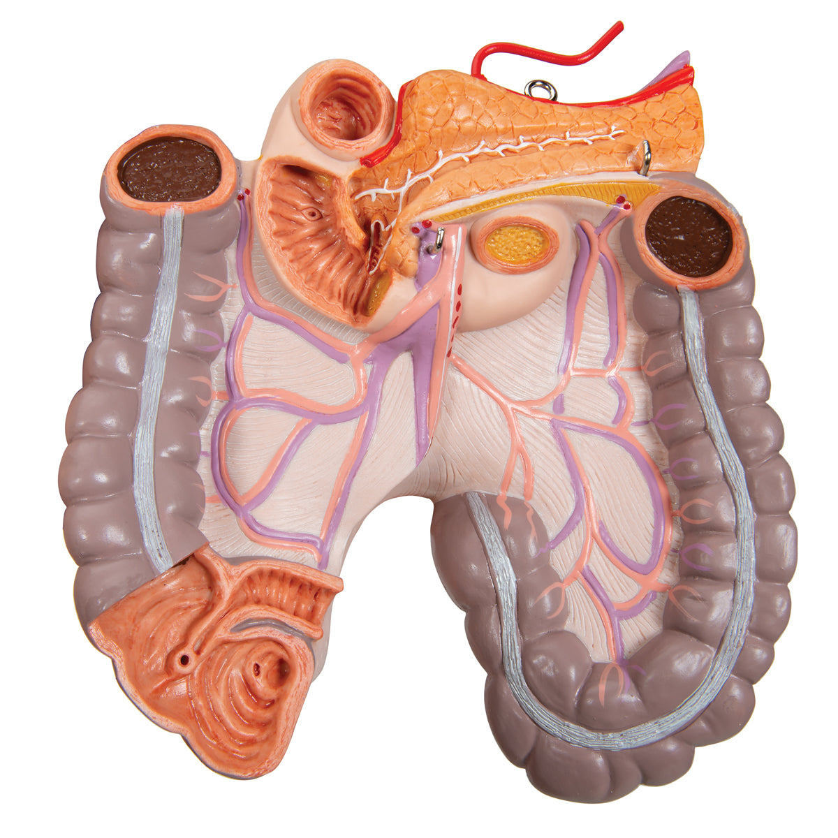 Deluxe Dual Gender Torso Model, 24-Part