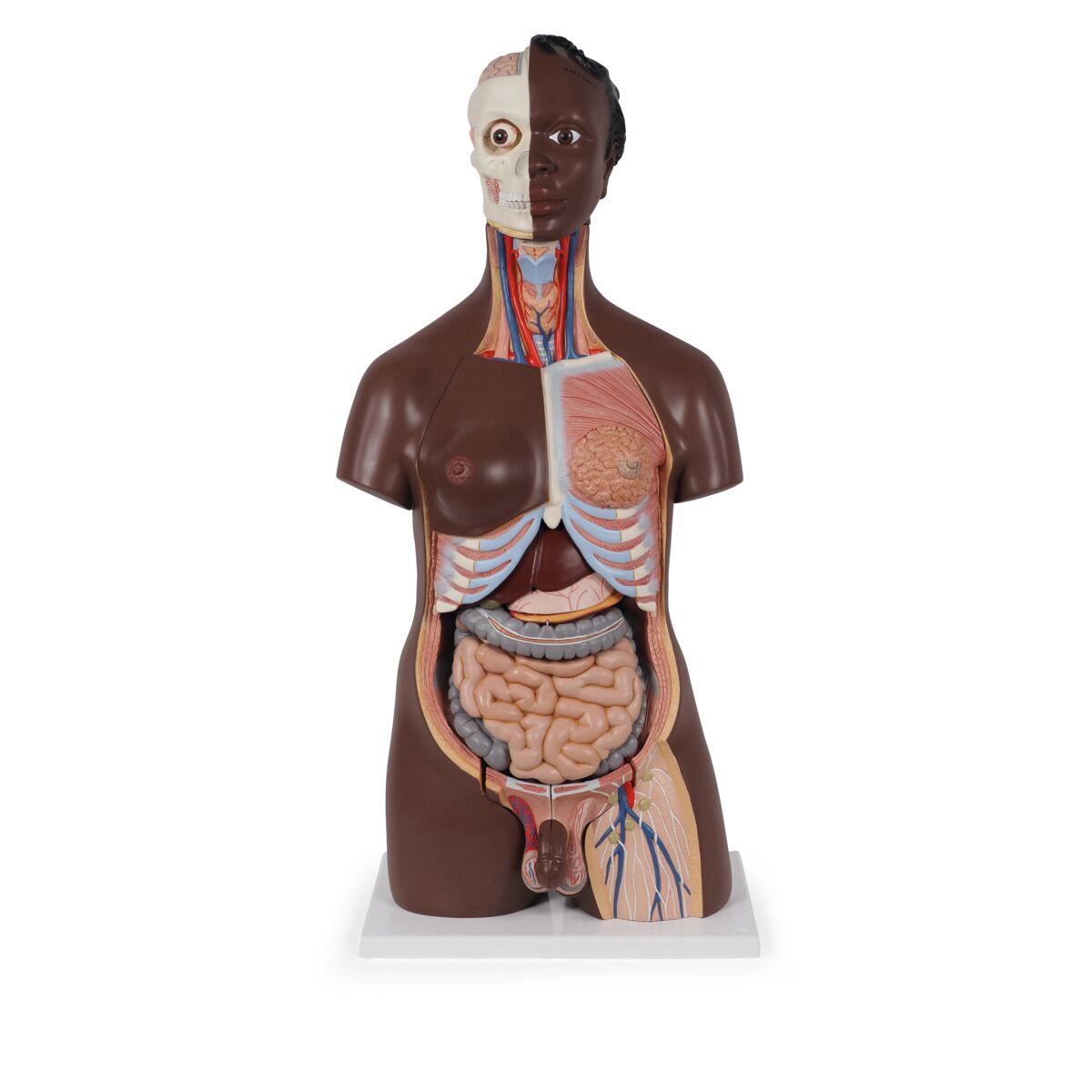 Deluxe Dual Gender Torso Model, 24-Part