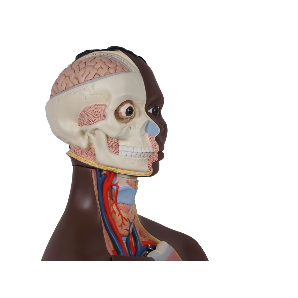 Deluxe Dual Gender Torso Model, 24-Part