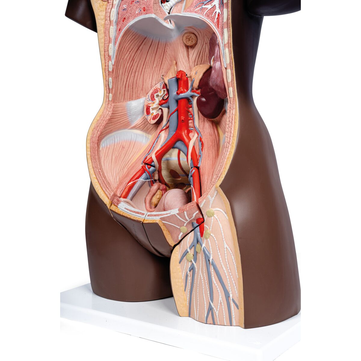 Deluxe Dual Gender Torso Model, 24-Part