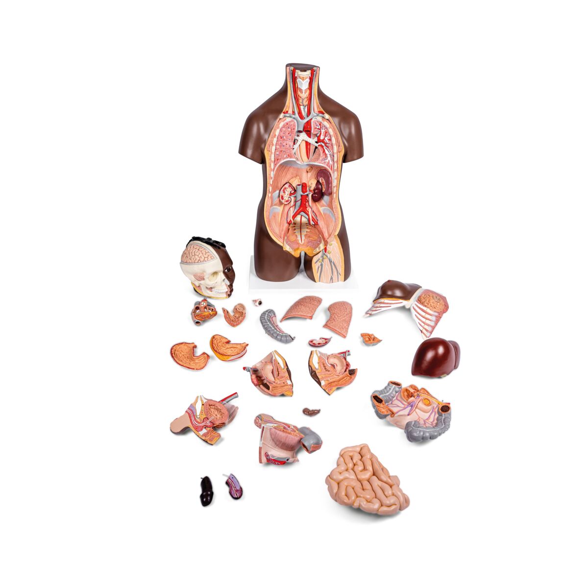 Deluxe Dual Gender Torso Model, 24-Part
