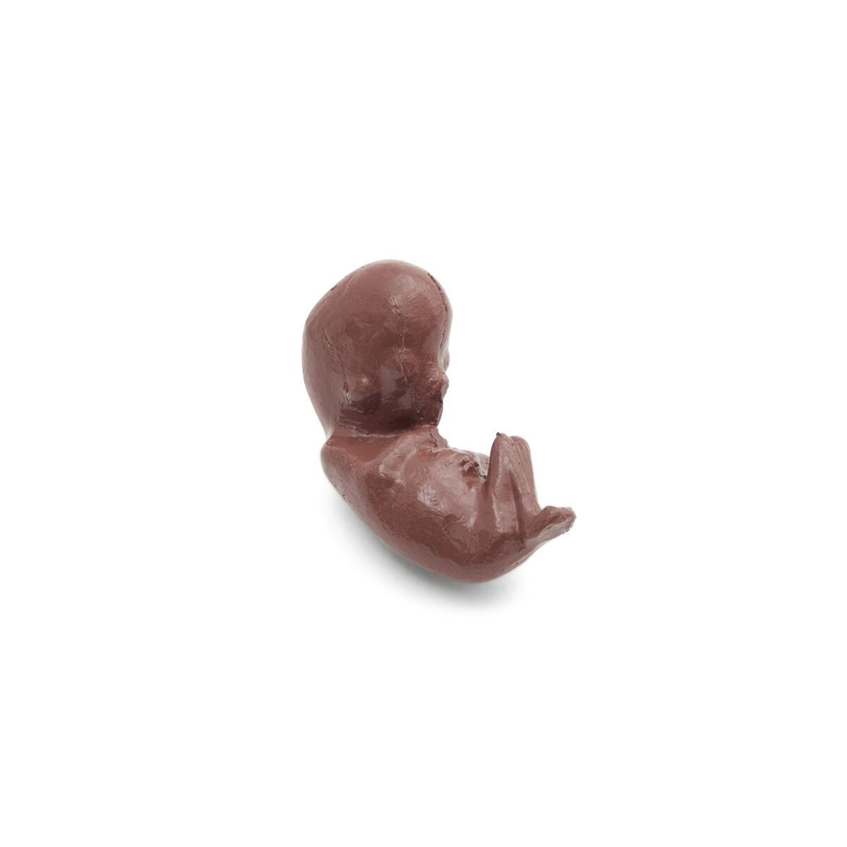 Deluxe Dual Gender Torso Model, 24-Part