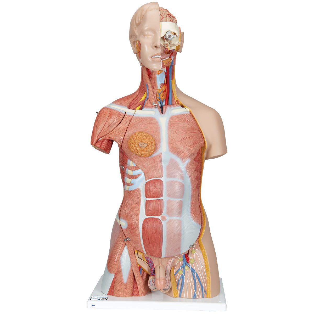 Deluxe Dual Gender Human Muscle Torso, 31-Part