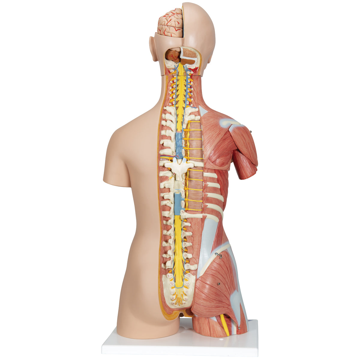 Deluxe Dual Gender Human Muscle Torso, 31-Part