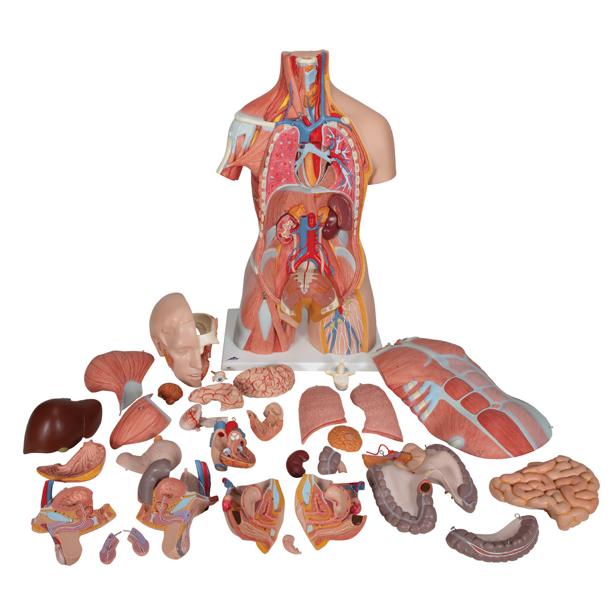 Deluxe Dual Gender Human Muscle Torso, 31-Part