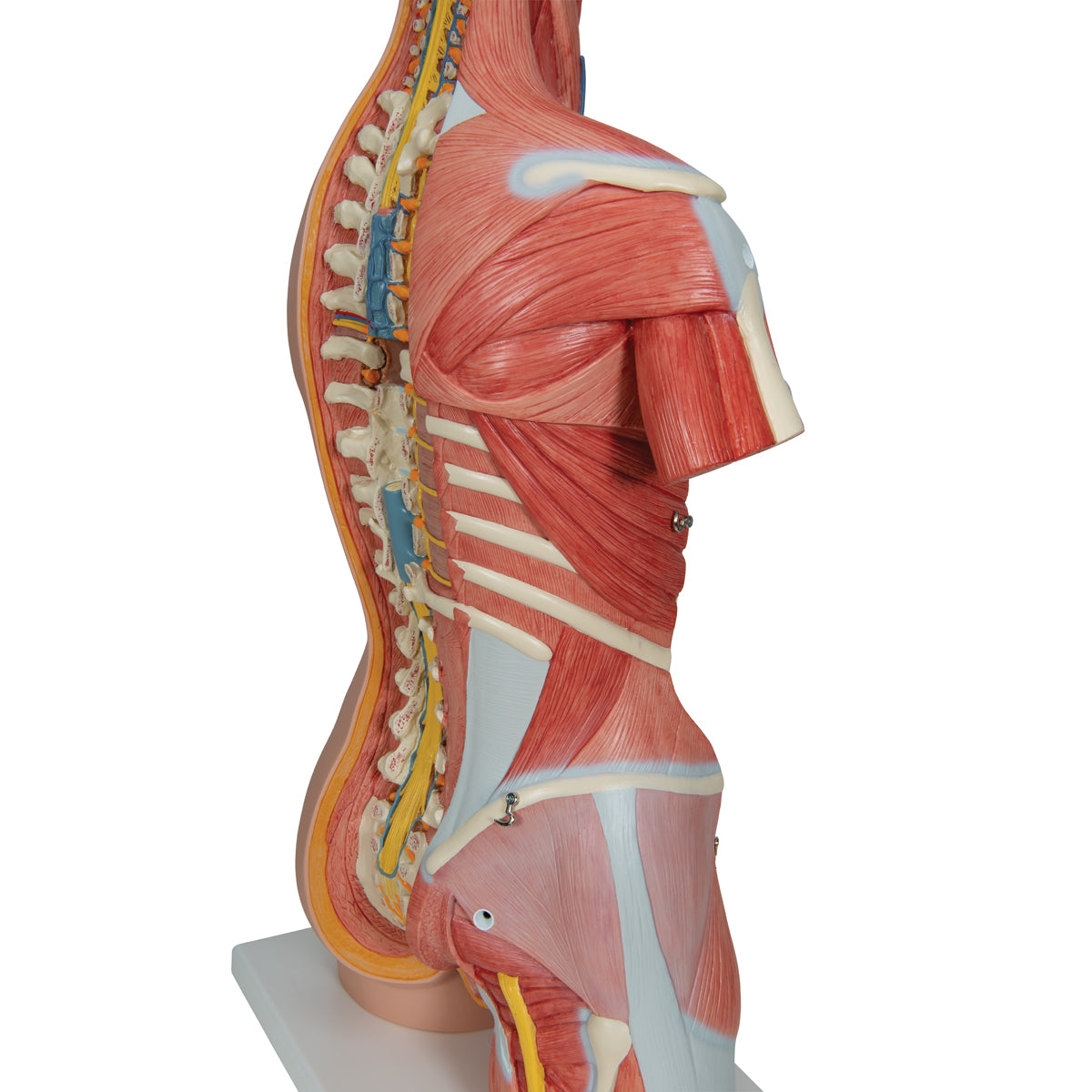 Deluxe Dual Gender Human Muscle Torso, 31-Part