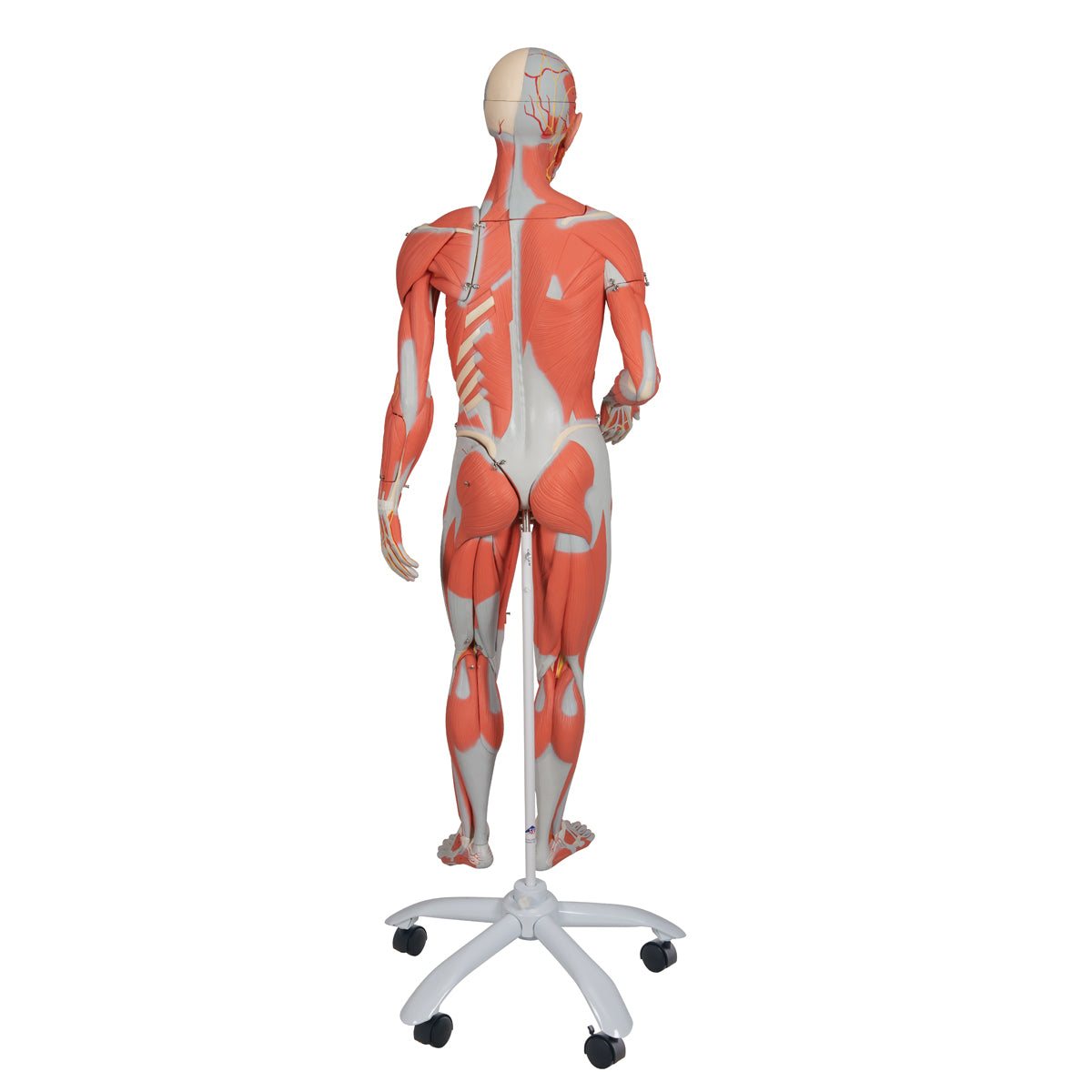 Dual Gender Human Muscle Model on Metal Stand, 3/4 Life-Size, 45 Part