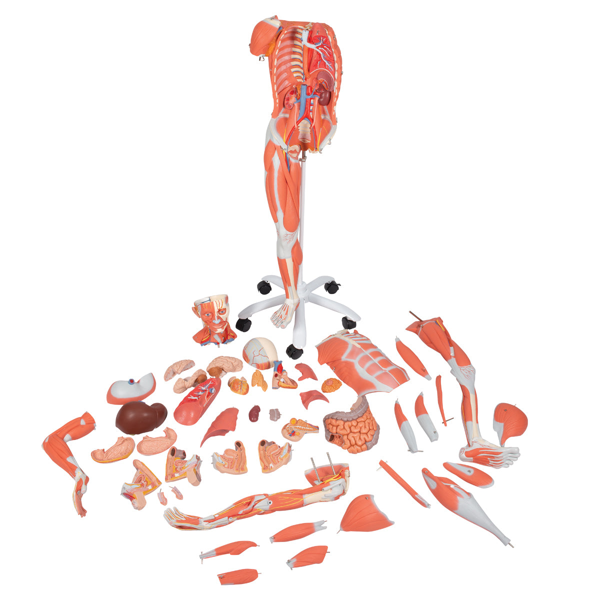 Dual Gender Human Muscle Model on Metal Stand, 3/4 Life-Size, 45 Part