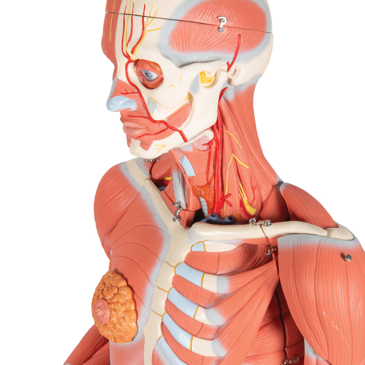 Dual Gender Human Muscle Model on Metal Stand, 3/4 Life-Size, 45 Part