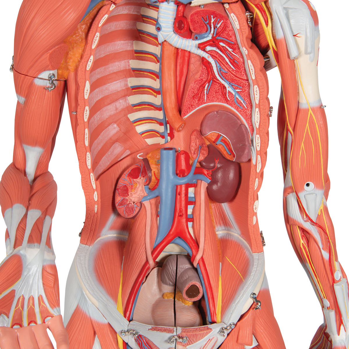 Dual Gender Human Muscle Model on Metal Stand, 3/4 Life-Size, 45 Part