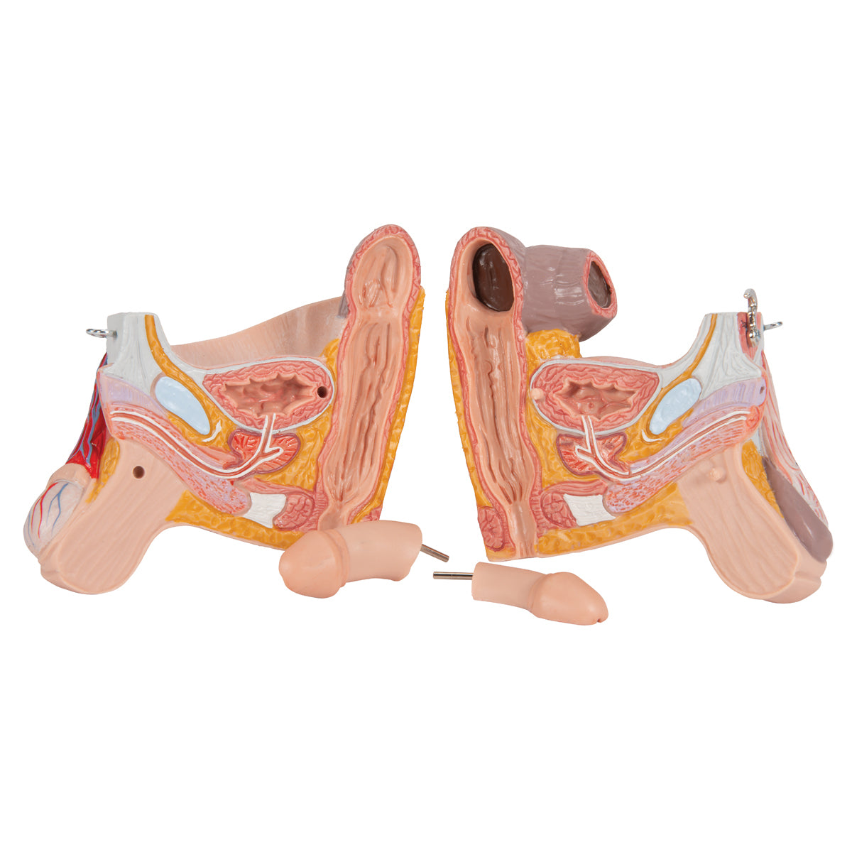 Dual Gender Human Muscle Model on Metal Stand, 3/4 Life-Size, 45 Part