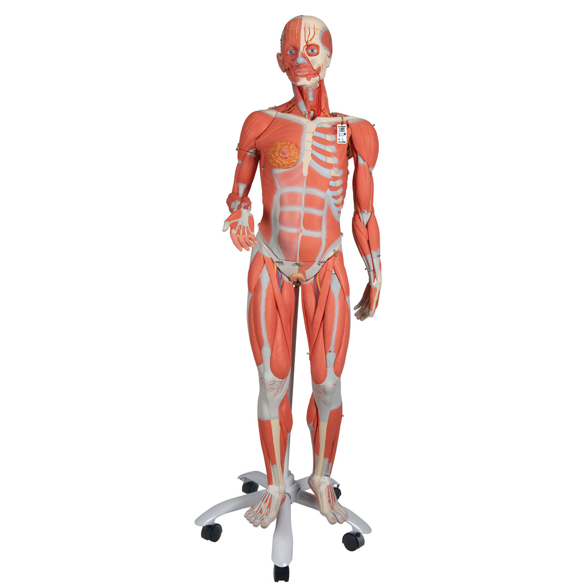 Female Muscle Figure Without Internal Organs, 3/4 Life-Size, 23-Part