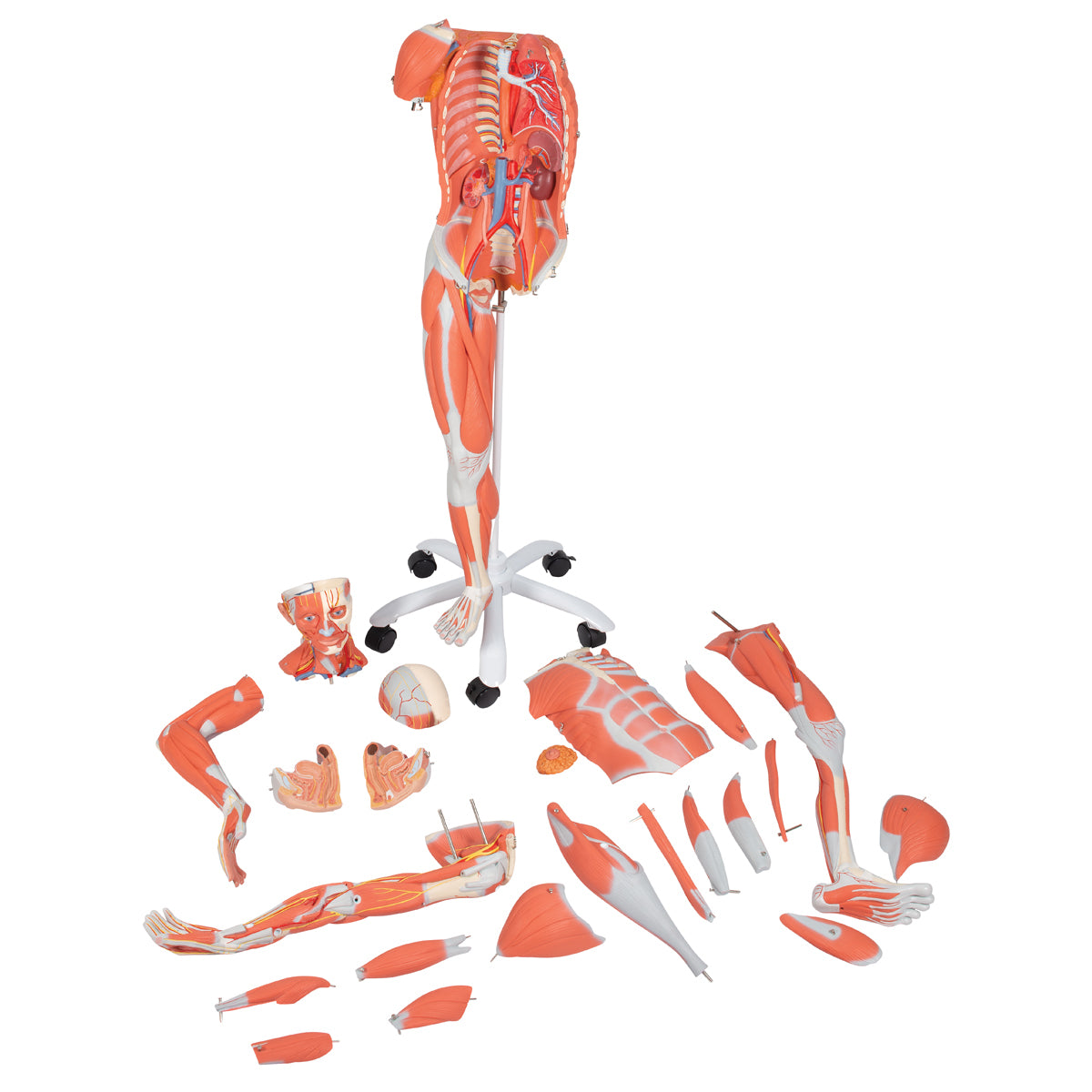Female Muscle Figure Without Internal Organs, 3/4 Life-Size, 23-Part