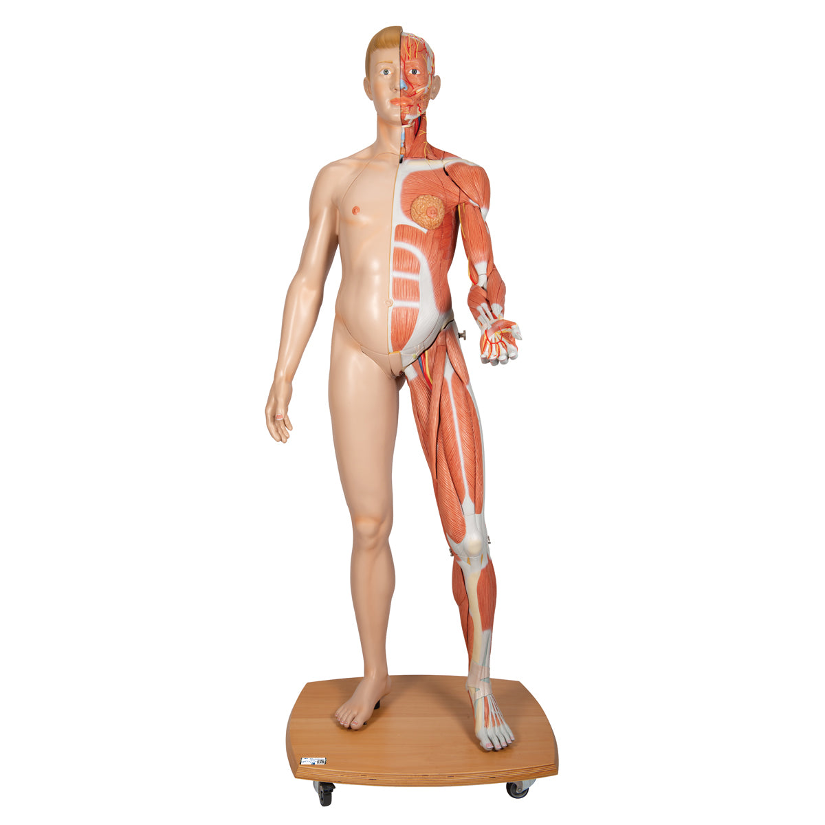 Life-Size Dual Gender Human Figure, Half Side with Muscles, 39 part