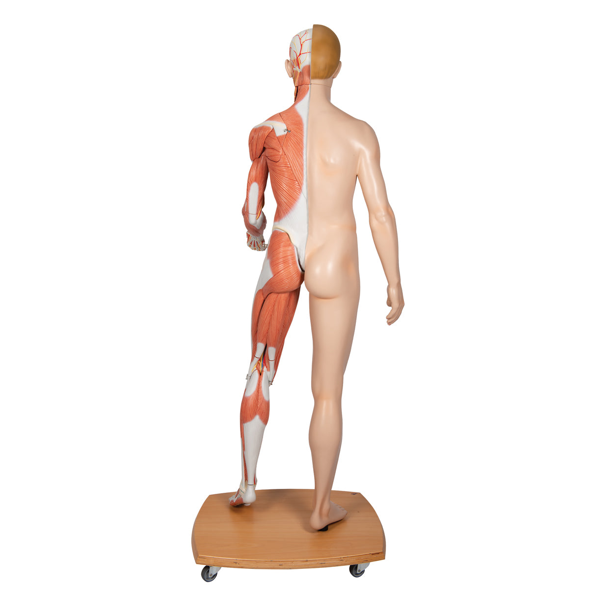 Life-Size Dual Gender Human Figure, Half Side with Muscles, 39 part