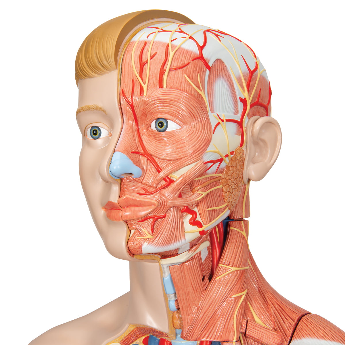 Life-Size Dual Gender Human Figure, Half Side with Muscles, 39 part