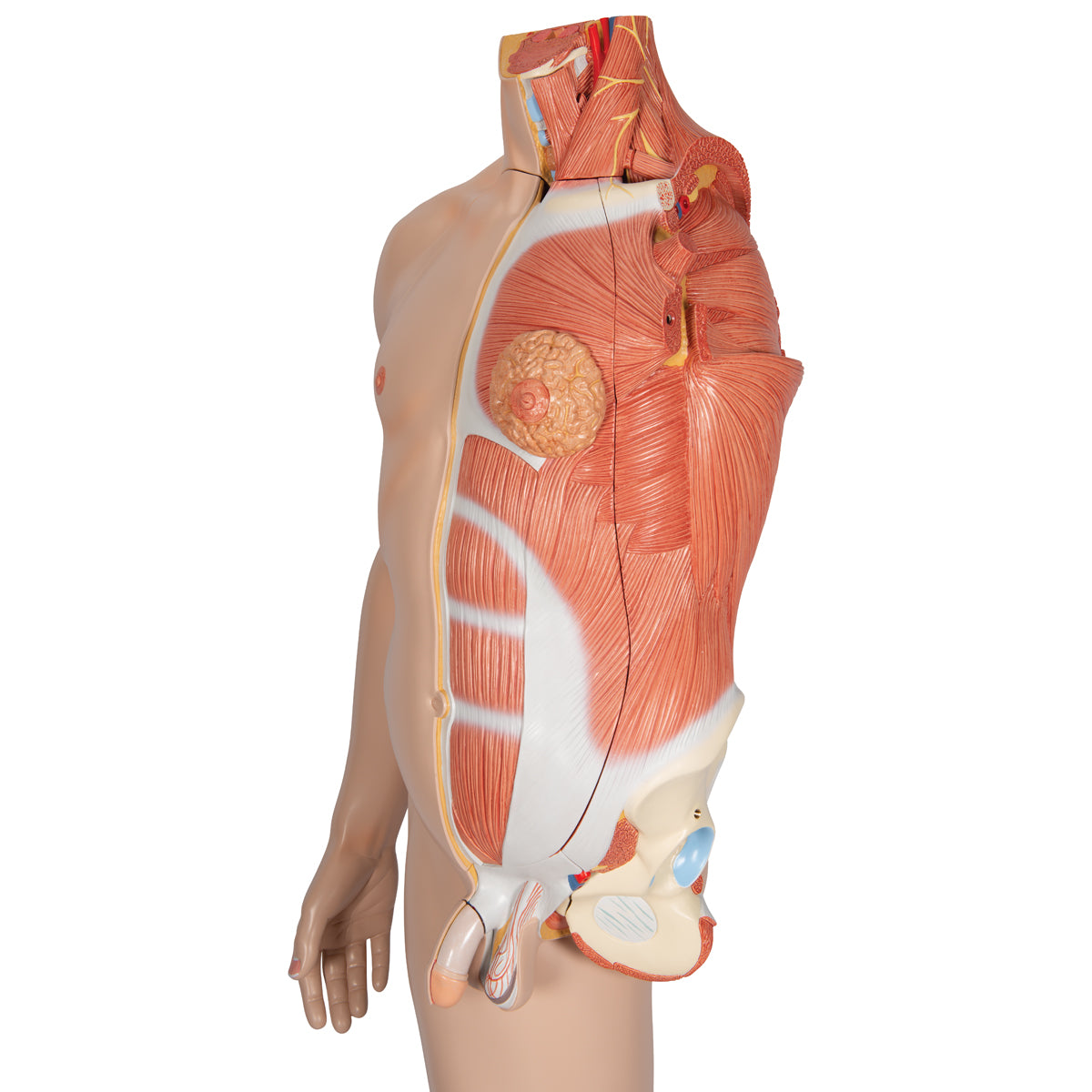 Life-Size Dual Gender Human Figure, Half Side with Muscles, 39 part