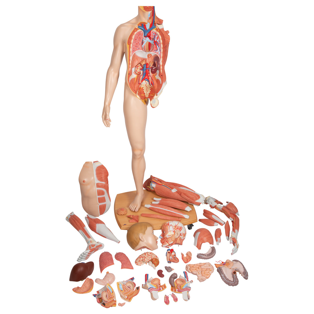 Life-Size Dual Gender Human Figure, Half Side with Muscles, 39 part