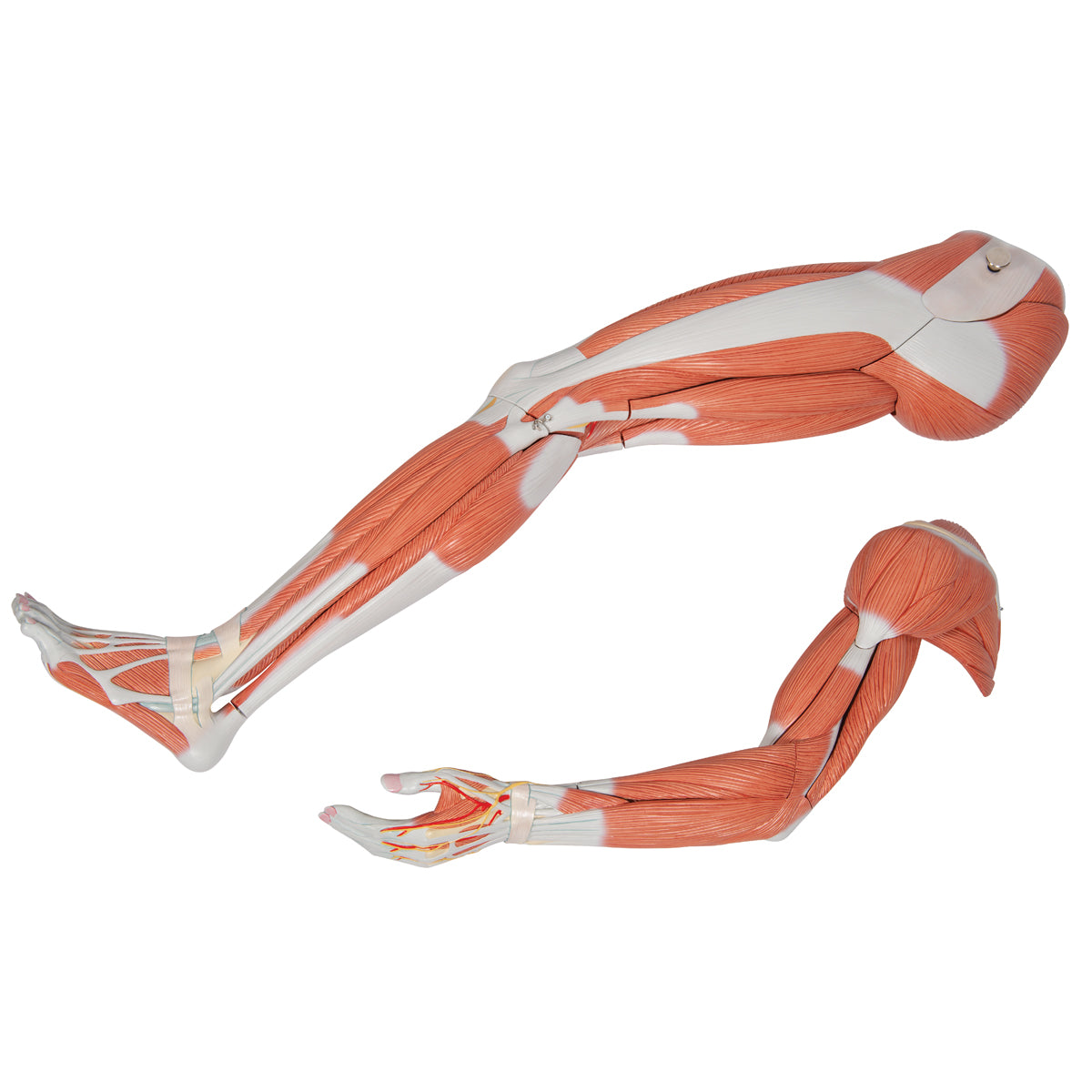 Life-Size Dual Gender Human Figure, Half Side with Muscles, 39 part