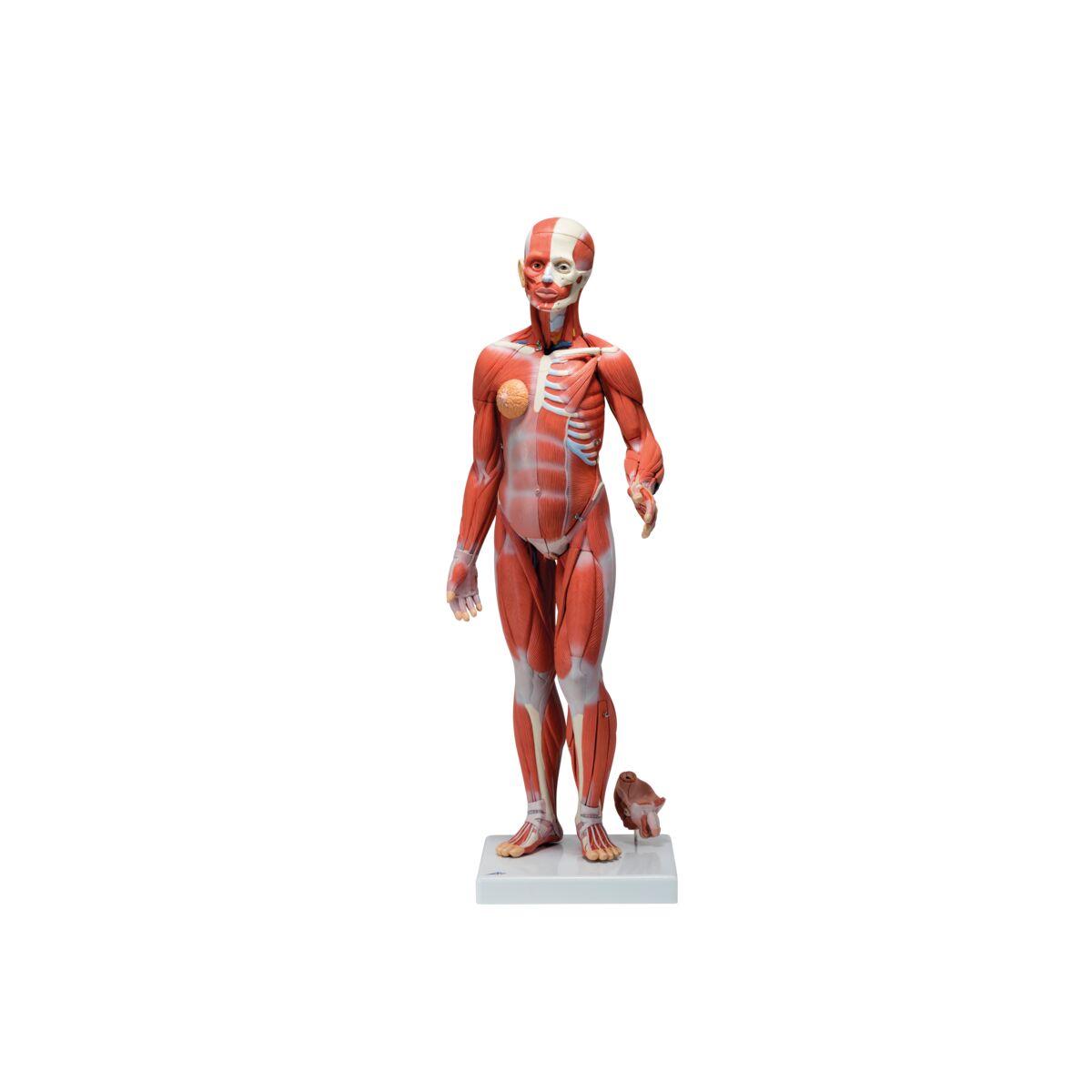 Complete Dual Muscle Figure with Internal Organs, 1/2 Life-Size,33 Part