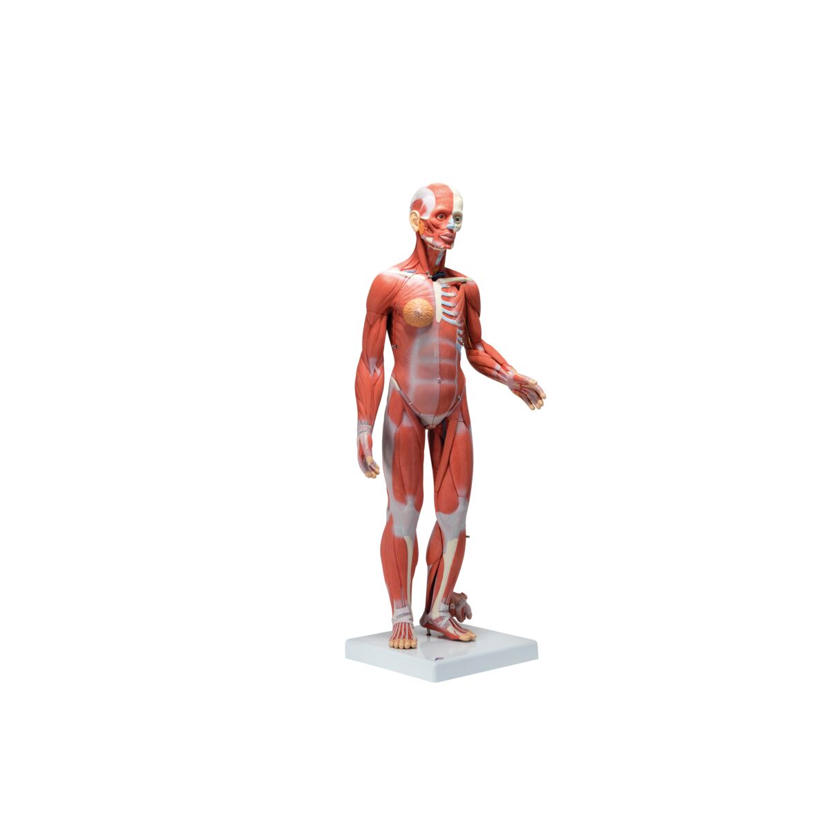 Complete Dual Muscle Figure with Internal Organs, 1/2 Life-Size,33 Part