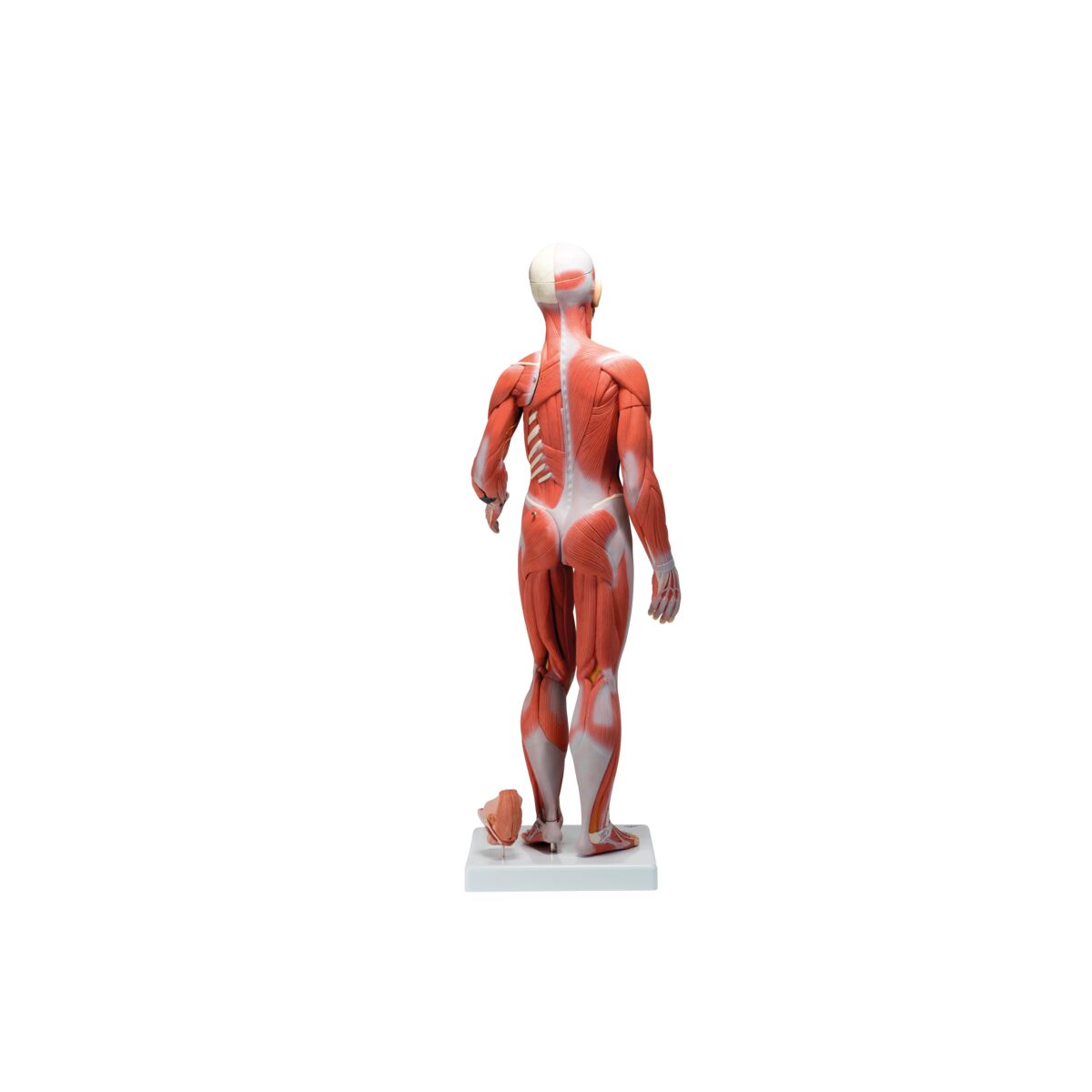 Complete Dual Muscle Figure with Internal Organs, 1/2 Life-Size,33 Part