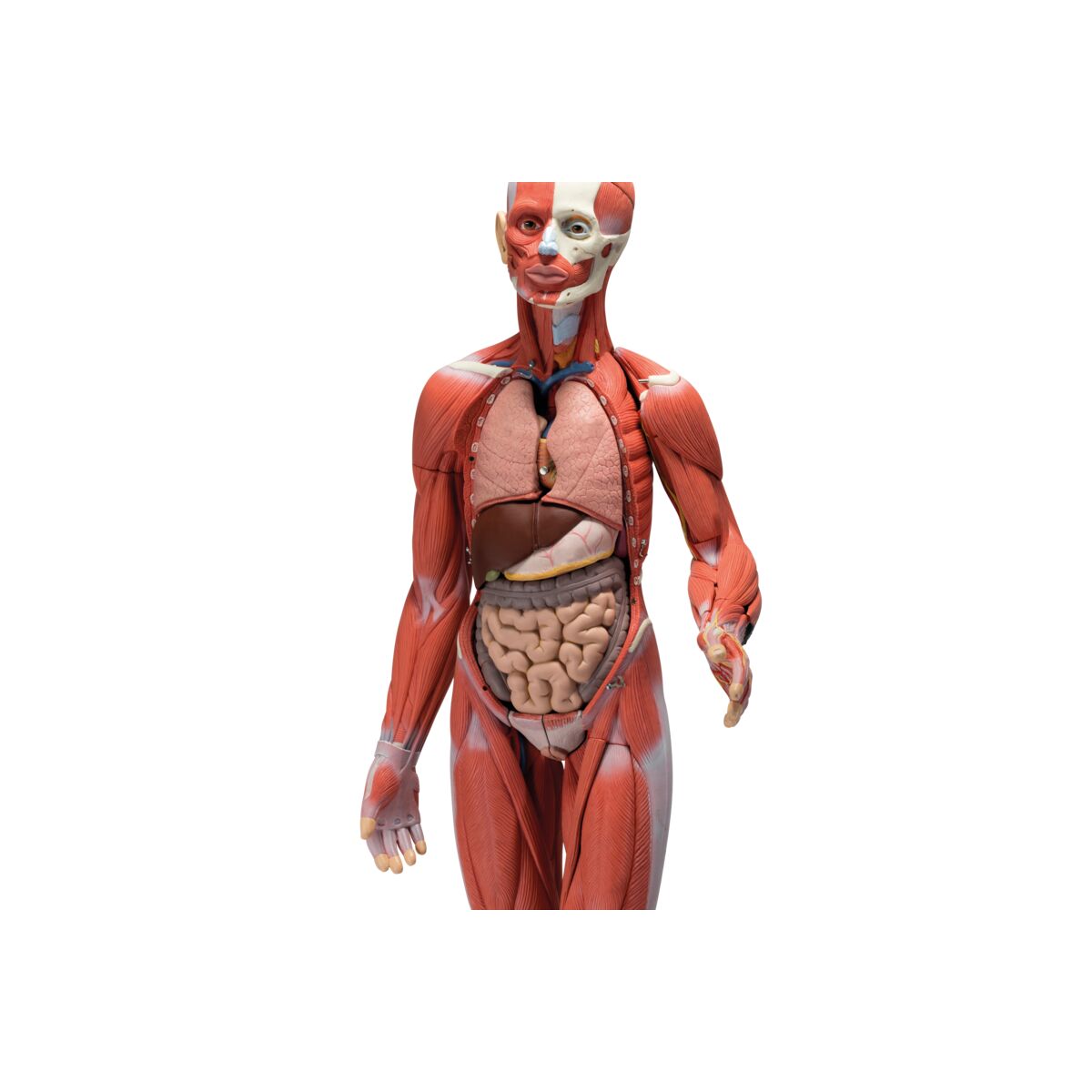 Complete Dual Muscle Figure with Internal Organs, 1/2 Life-Size,33 Part