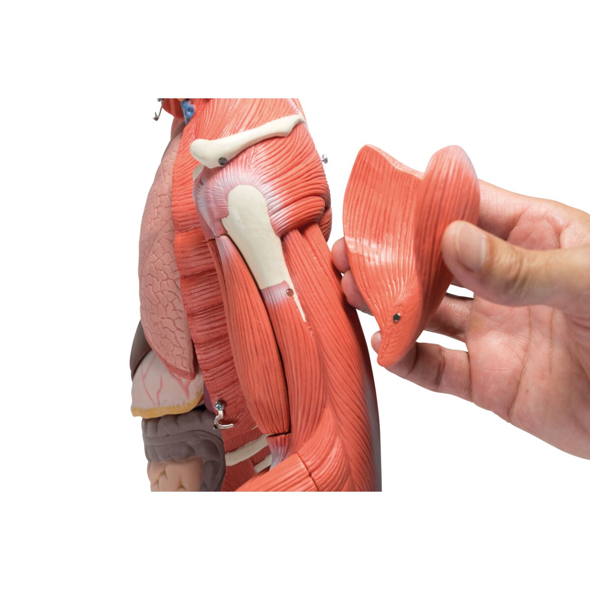 Complete Dual Muscle Figure with Internal Organs, 1/2 Life-Size,33 Part