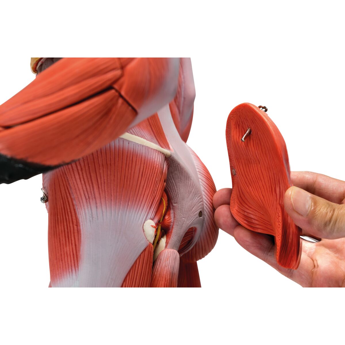Complete Dual Muscle Figure with Internal Organs, 1/2 Life-Size,33 Part