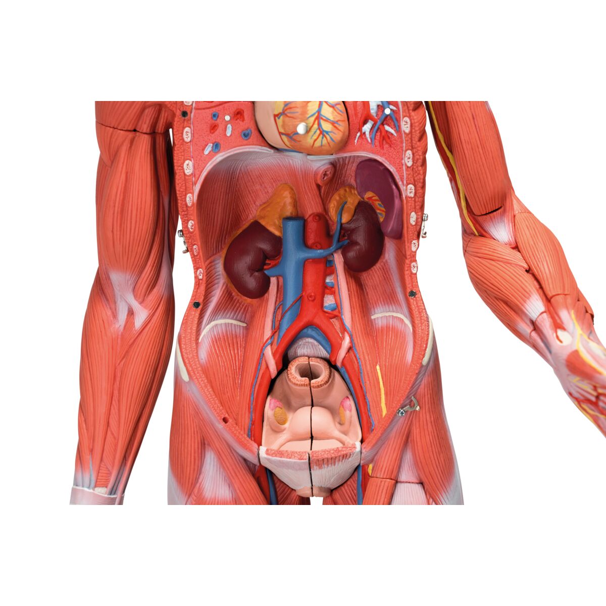 Complete Dual Muscle Figure with Internal Organs, 1/2 Life-Size,33 Part