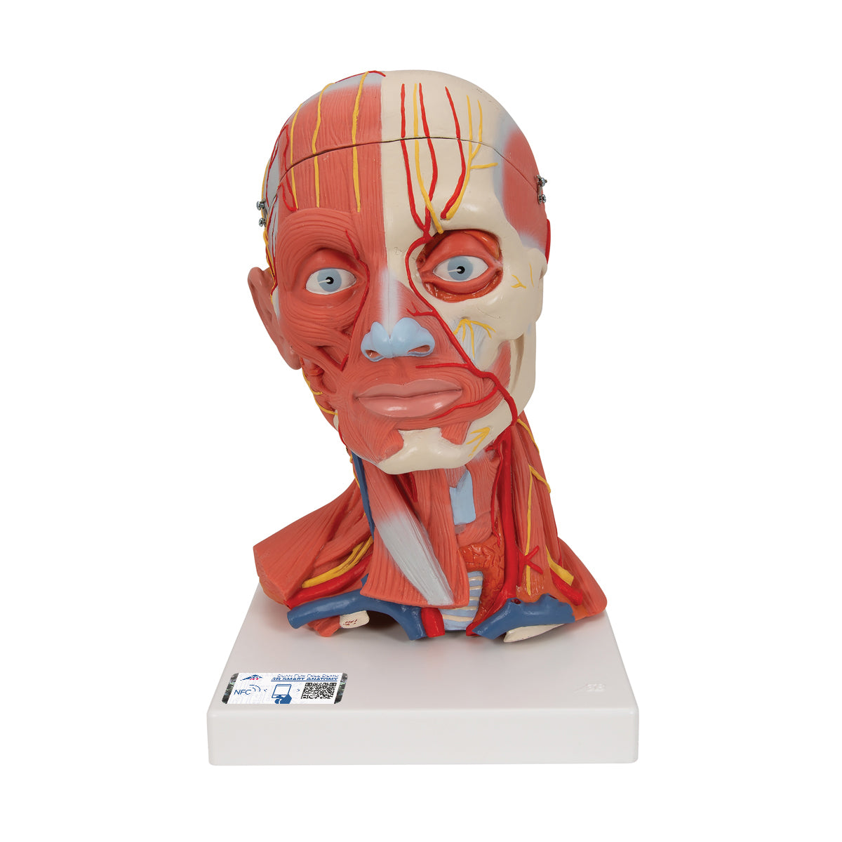 Head And Neck Musculature, 3/4 Full-Size, 5-Part