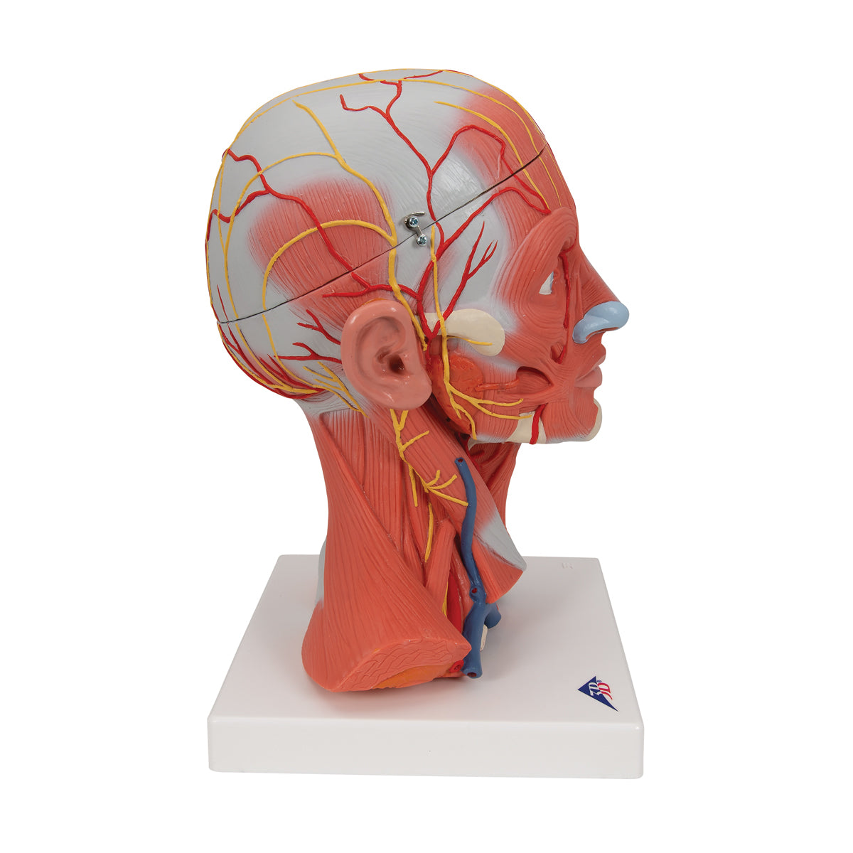 Head And Neck Musculature, 3/4 Full-Size, 5-Part