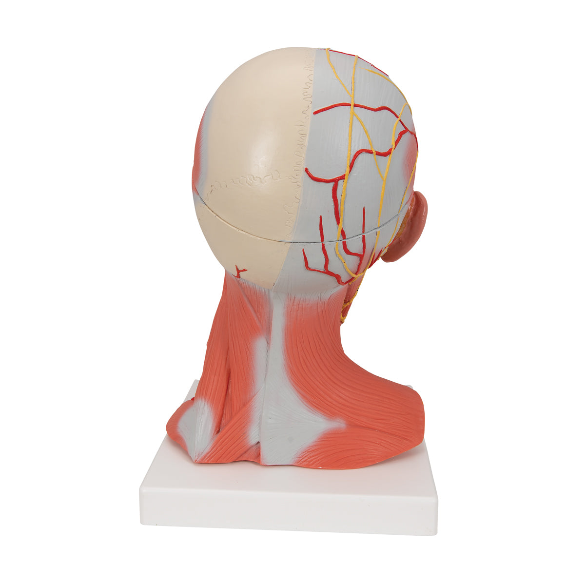 Head And Neck Musculature, 3/4 Full-Size, 5-Part
