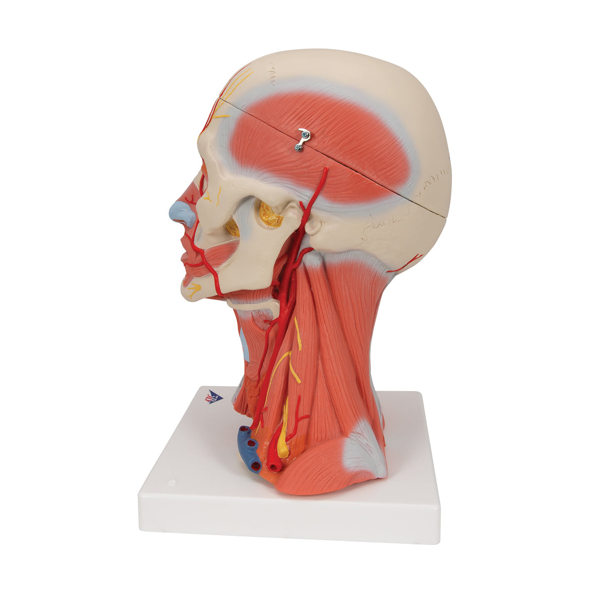 Head And Neck Musculature, 3/4 Full-Size, 5-Part