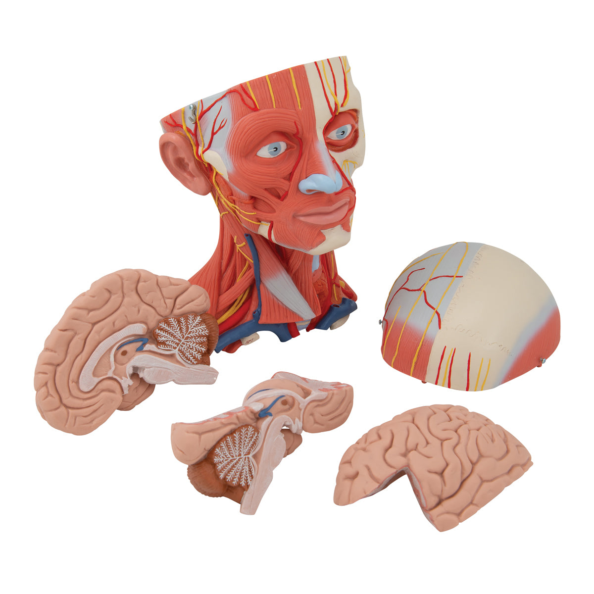 Head And Neck Musculature, 3/4 Full-Size, 5-Part
