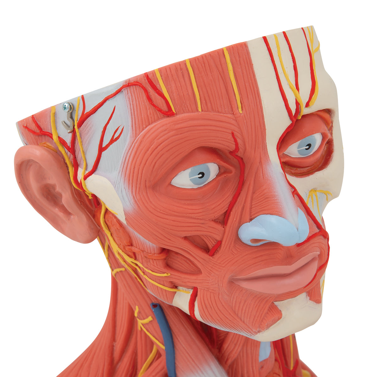 Head And Neck Musculature, 3/4 Full-Size, 5-Part