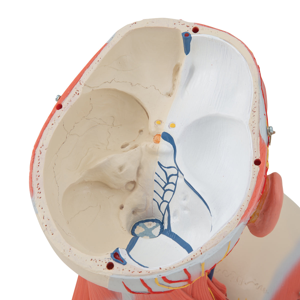 Head And Neck Musculature, 3/4 Full-Size, 5-Part
