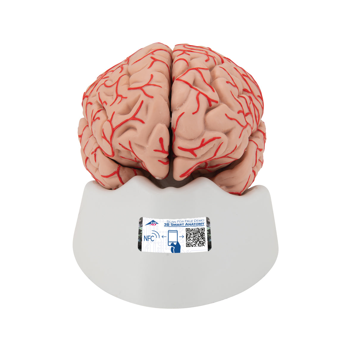 Deluxe Brain Model with Arteries, 9 part