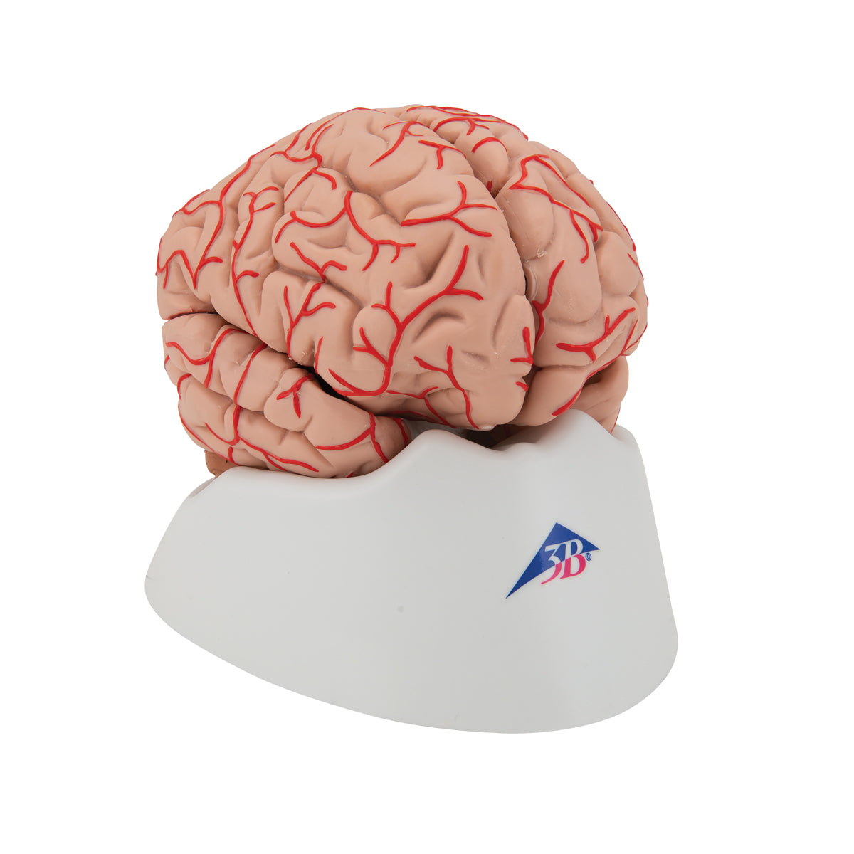 Deluxe Brain Model with Arteries, 9 part