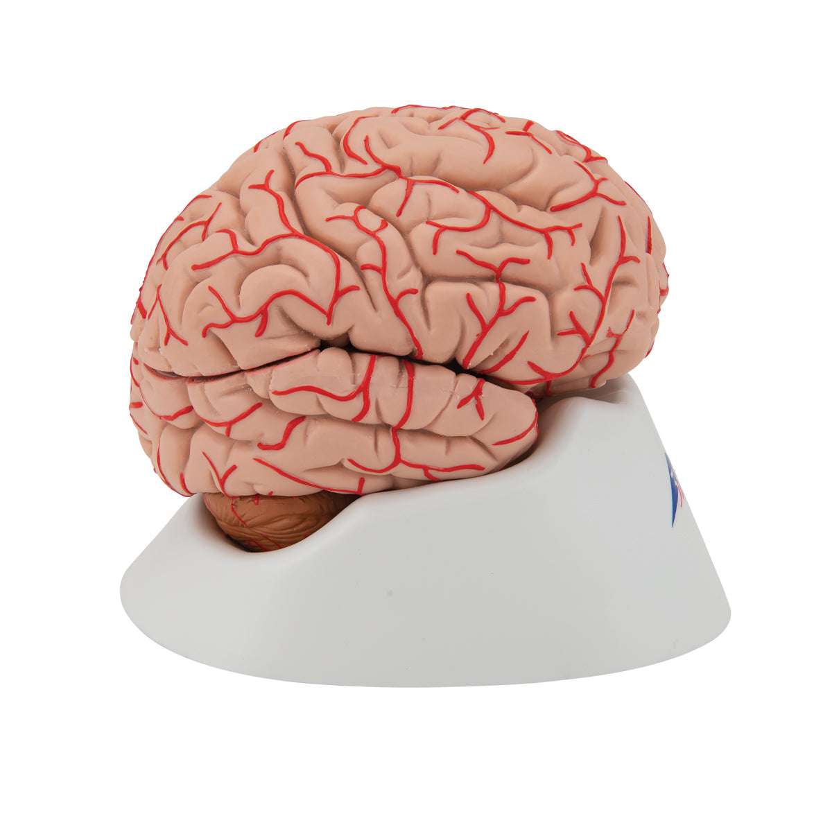 Deluxe Brain Model with Arteries, 9 part