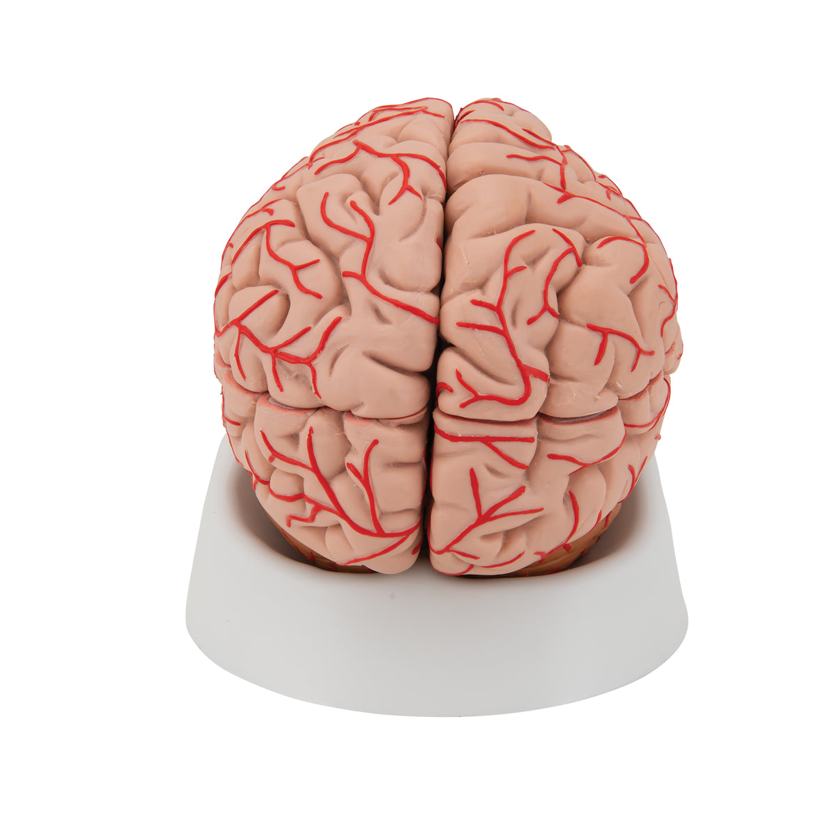 Deluxe Brain Model with Arteries, 9 part