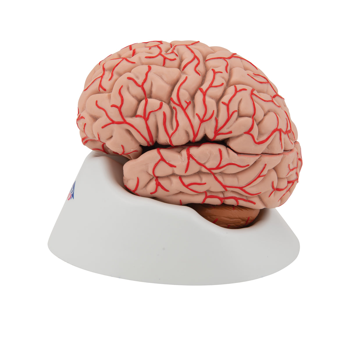 Deluxe Brain Model with Arteries, 9 part