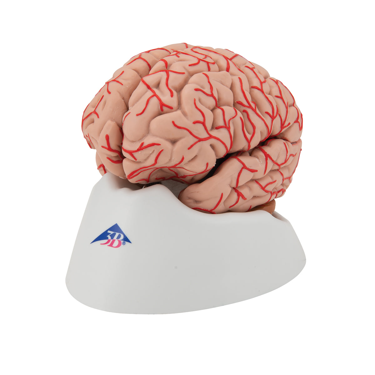 Deluxe Brain Model with Arteries, 9 part