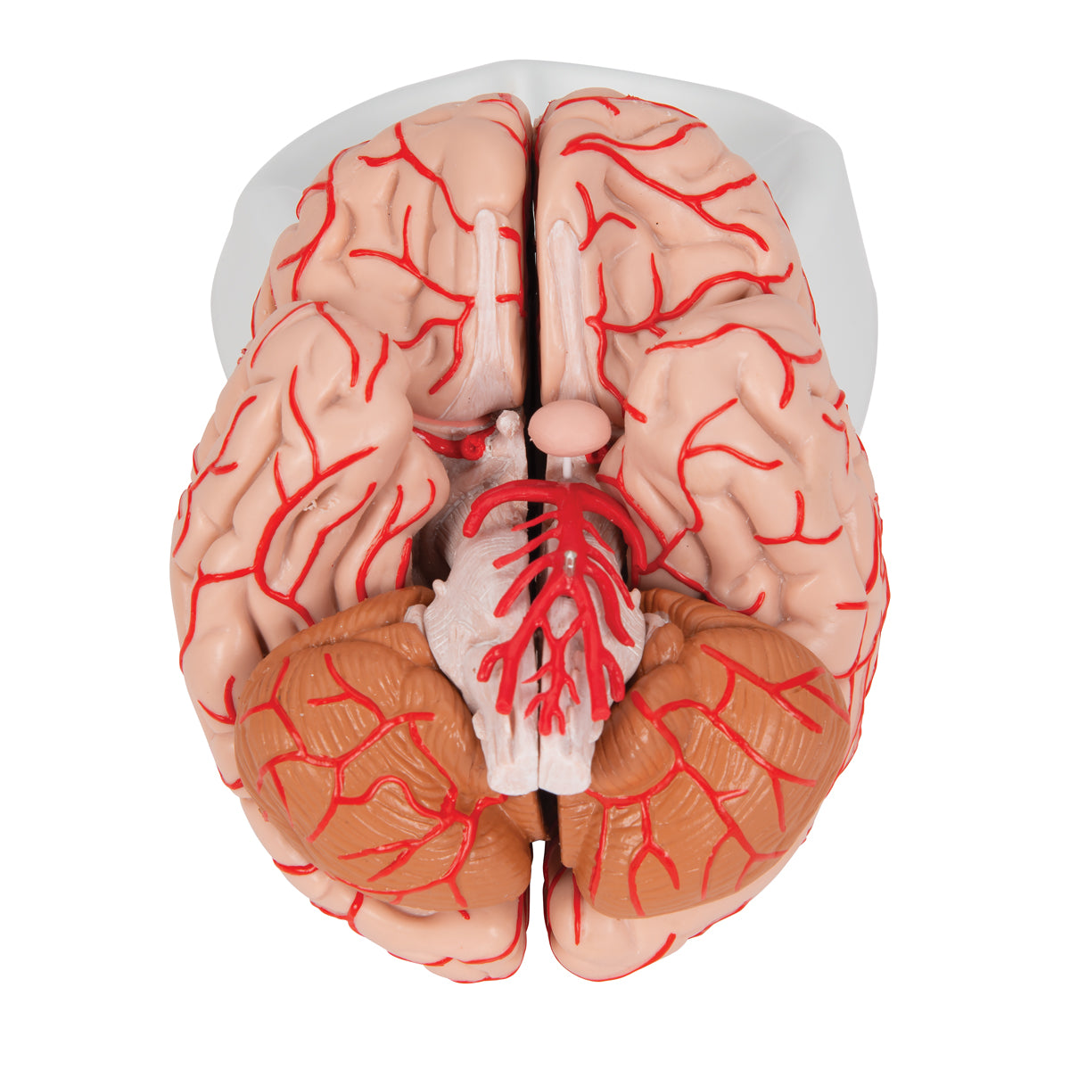 Deluxe Brain Model with Arteries, 9 part