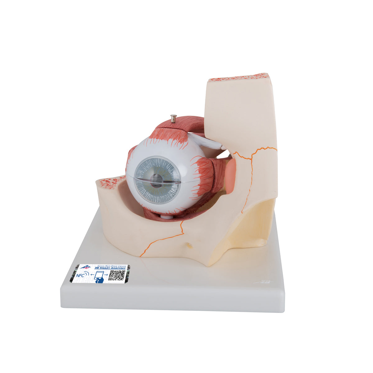 Eye Model, 3x Full-Size, 7 Part